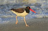 American Oystercatcher